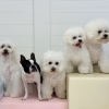 ましゅまろ幼稚園🐾