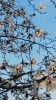故人を偲ばせる辛夷(こぶし)の花「仏事でのご利用　ご親族が泊まれる一棟貸しの宿として」