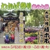 大宮八幡宮「わかば祭り 春の大祭」開催のお知らせ