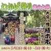 大宮八幡宮「わかば祭り 春の大祭」開催のお知らせ