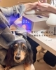 「愛犬と一緒に通える完全個室ネイルサロン、はじまります」
