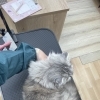 岡山猫専門サロン　美しい被毛を保つためには？