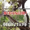 あま市・下萱津に咲く樹齢約350年のフジ 天然記念物の迫力を間近で