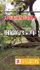 樹齢350年▼見事な枝ぶりの貫禄「あま市・下萱津に咲く樹齢約350年のフジ 天然記念物の迫力を間近で」
