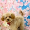 ✂️🐶トリミングサロン🫧‪🛁ＧＷ前にご来店されたわんちゃん🐶🦴