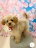 ご新規様🍀︎ はおちゃん🦋「✂️🐶トリミングサロン🫧‪🛁ＧＷ前にご来店されたわんちゃん🐶🦴」