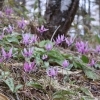 カタクリ満開｜グリーンシーズン開幕 / Katakuri in Full Bloom — Green Season Now Open at Fujimi Panorama