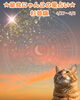 あなただけの運勢と猫の癒やし。「🌟 杉並区版☆12星座占い 🌟まいぷれ☆星見にゃんこ🌟4/27〜5/3」