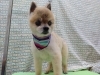 小型犬専門で安心の寛ぎ空間「シャンプーカット【どっぐさろんあきゅ　小型犬専門　トリミング　ペットサロン　京都市南区上鳥羽】」