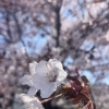 [児発]季節の活動[札幌市北区児童デイ]
