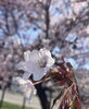 「[児発]季節の活動[札幌市北区児童デイ]」