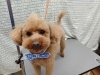 トリミングで愛犬もイキイキ「おうちでの歯みがき大事【どっぐさろんあきゅ　小型犬専門　トリミング　ペットサロン　京都市南区上鳥羽】」