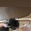 保護猫