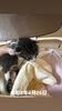 生後2週間位の男の子「保護猫」