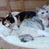 三毛ーず