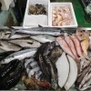 📣本日のお魚情報🐟