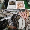 📣本日のお魚情報🐟