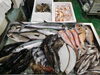 令和8年4月27日 店内「📣本日のお魚情報🐟」
