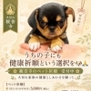 うちの子にも「健康祈願」という選択を🐶🙏｜お守り付きのペット祈願、受付しています