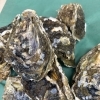 ＼岩牡蠣、販売中／