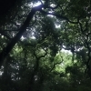 【センター北のうんち薬局 漢方ハタ薬局～新緑の季節、森林浴～下痢 ・便秘・腰痛・膝痛・ 神経痛・自律神経・睡眠・後鼻漏 漢方相談 横浜都筑)】