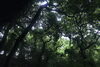 「【センター北のうんち薬局 漢方ハタ薬局～新緑の季節、森林浴～下痢 ・便秘・腰痛・膝痛・ 神経痛・自律神経・睡眠・後鼻漏 漢方相談 横浜都筑)】」