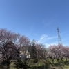 桜がきれいな季節になりました🌸
