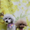 トイプードルのクローイちゃん＆ノエミちゃん♪ 春色フラワー背景でイースターエッグ＆ひよこチャームツーショットフォト！
