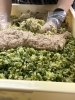 しっかり手ゴネしておりますよー「GWの食卓にありがとう。餃子包みフル稼働中です」
