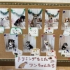 トリミングしたワンちゃんたちの紹介