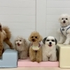 ましゅまろ幼稚園🐾