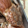 【魚も酒も自ら厳選する瑞江の小料理屋】