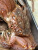 毛蟹🦀「【魚も酒も自ら厳選する瑞江の小料理屋】」
