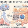 【ストレス30%減】たった1秒の「ふれあい」が脳を一瞬でリラックスさせる理由
