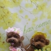 トイプードルのリノちゃん＆アオくん♪ 春色フラワー背景で花冠＆イエローハットツーショットフォト！