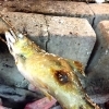 鮎の塩焼き