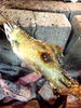鮎の塩焼き「鮎の塩焼き」