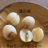 蓮の実のやさしい薬膳スイーツ