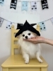 ロミちゃん「わんこと鯉のぼり🎏」