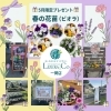 5月限定！春のビオラプレゼント