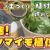 時間の無い方必見! １時間以内で植え付けまで完結出来るサツマイモ栽培　たねのハシモトミヤ