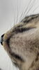 猫ちゃんのアゴ「岡山　猫専門サロン　アゴ汚れどうしてますか？」