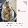 岡山猫専門サロン　シャンプーするタイミングとは！？