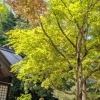 【茅野市 気功・整体】新緑の季節と5月の営業カレンダーのお知らせ