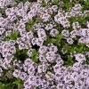 GW大売り出しのご案内【植物20％OFF・植木鉢30％OFF】