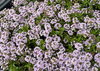 「GW大売り出しのご案内【植物20％OFF・植木鉢30％OFF】」