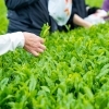茶摘み体験＆新茶を味わう  【新緑園×宮本米】プレミアム新茶体感ツアー
