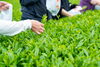 「茶摘み体験＆新茶を味わう  【新緑園×宮本米】プレミアム新茶体感ツアー」
