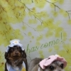 ミックス犬のエースくん＆福ちゃん♪ 春色フラワー背景で「has come!」帽子コーデツーショット！