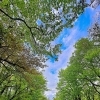 🌸 ゴールデンウィーク期間中の休業日のお知らせ
